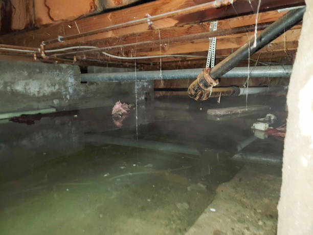 Best Professional water damage repair  in Village Green, NY